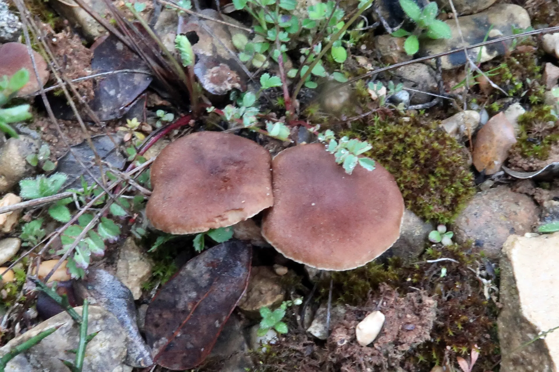 Inocybe malenconiana - 1 - IMG_0211
